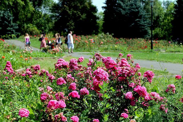 Największy w Polsce ogród różany znów czaruje