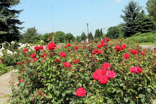 Największy w Polsce ogród różany znów czaruje