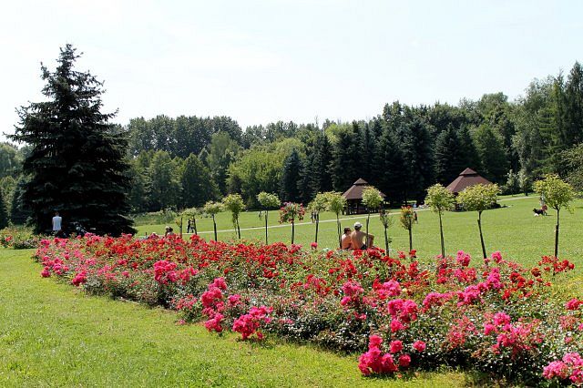 Największy w Polsce ogród różany znów czaruje