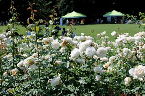 Największy w Polsce ogród różany znów czaruje
