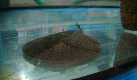 O pierwszych narodzinach płaszczki