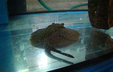 O pierwszych narodzinach płaszczki