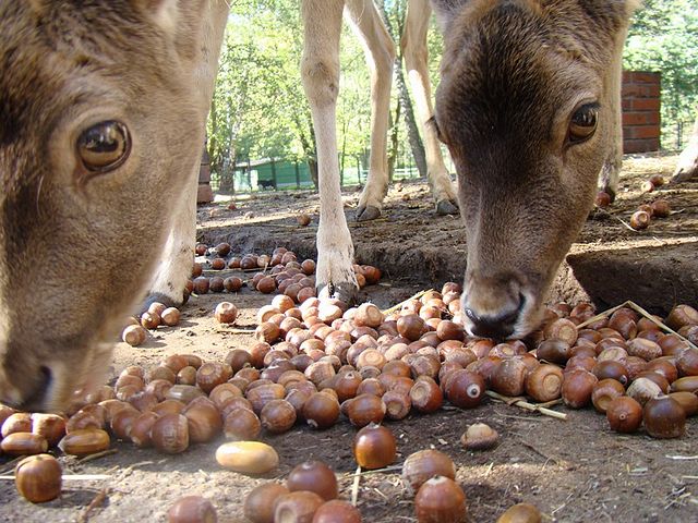 Znowu zbieramy żołędzie