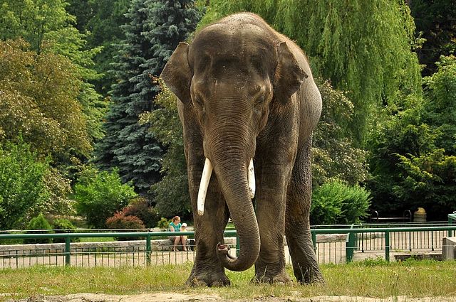 Słoń indyjski z zoo znów z szansą na wyjazd