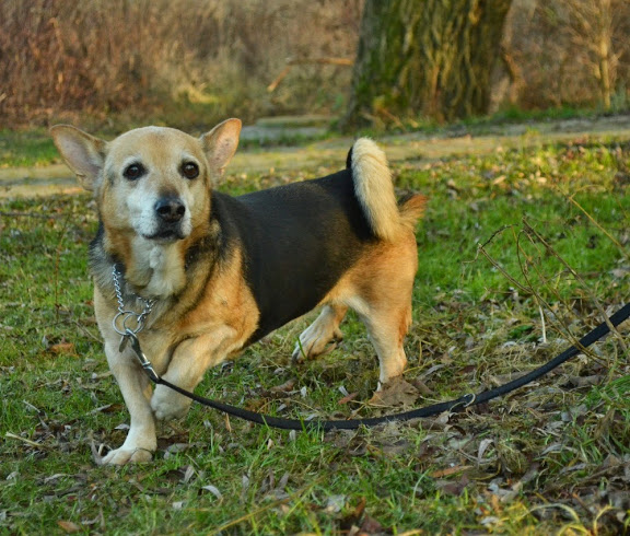 Dżeki - Adoptowany!