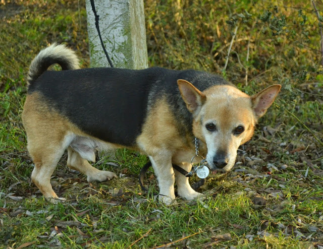 Dżeki - Adoptowany!
