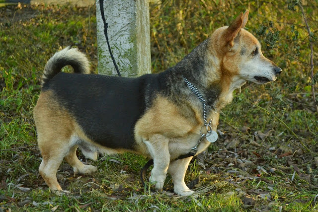 Dżeki - Adoptowany!