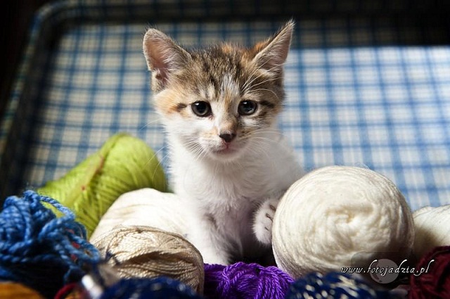 Papierowa fotografia to najszlachetniejsza forma uchwycenia chwili - Studio Fotograficzne Jadzia