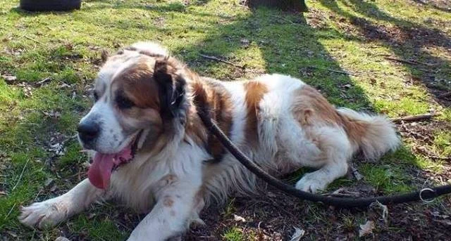 Maciuś - Adoptowany!