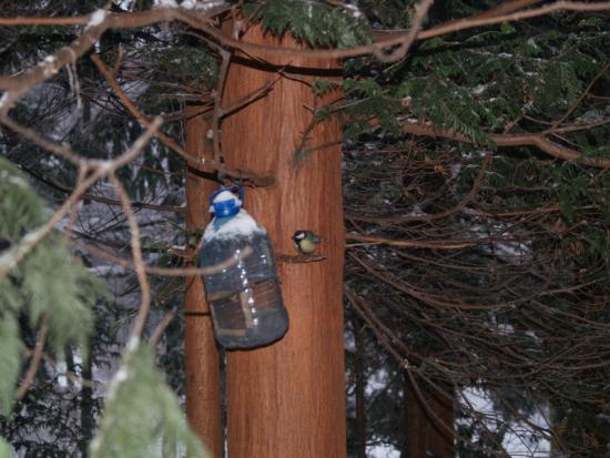 Ratując parkowe sikorki. Weź udział w konkursie i zbuduj budkę lęgową