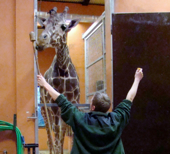 W trosce o zdrowie żyraf. Ulembo trenuje