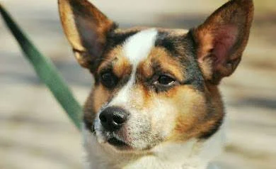 Junior - Adoptowany!