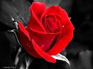 "Grafika komputerowa - reklama"