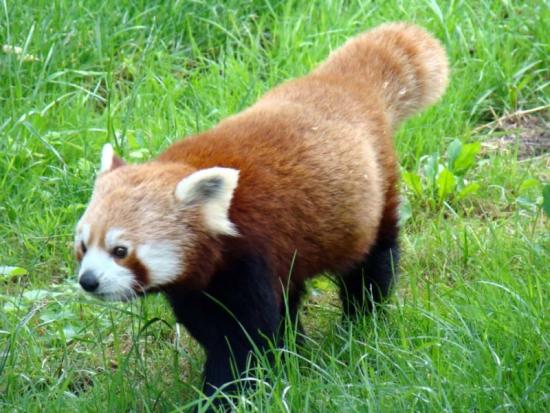 Dwie pandy czerwone będą mieszkać w Śląskim Ogrodzie Zoologicznym