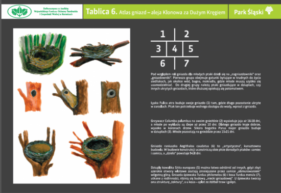 Będzie można pospacerować szlakiem ptasich treli. W Parku Śląskim powstaje ścieżka ornitologiczna