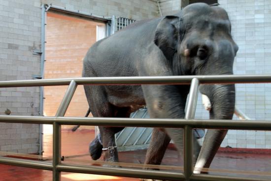 Thisiam korzysta już ze szwajcarskich uroków. Wrócą Kinga i Kizi?