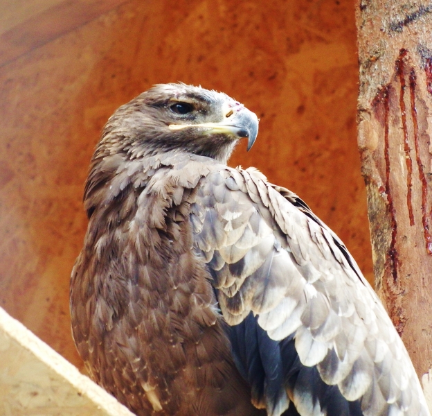 Kondor i para stepowych orłów mają nową wolierę