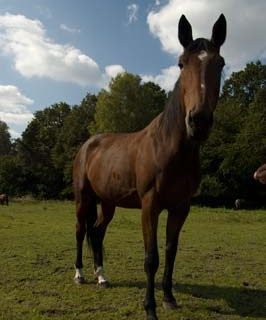 Ośrodek jeździecki Maciejów