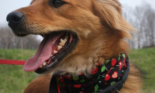 Schronisko dla Bezdomnych Zwierząt w Chorzowie