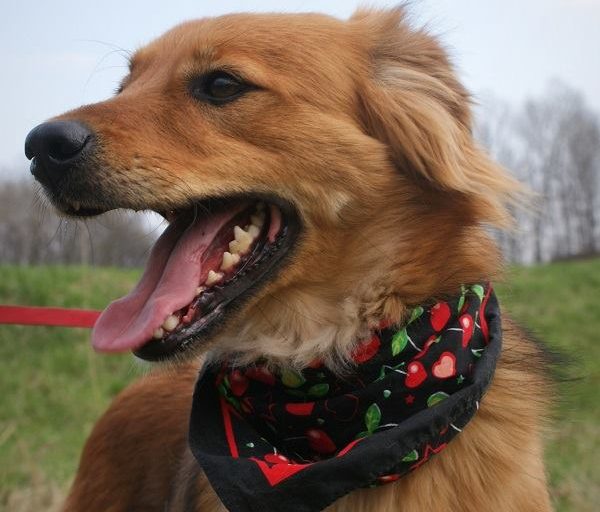 Schronisko dla Bezdomnych Zwierząt w Chorzowie