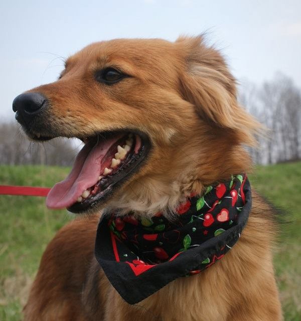 Schronisko dla Bezdomnych Zwierząt w Chorzowie