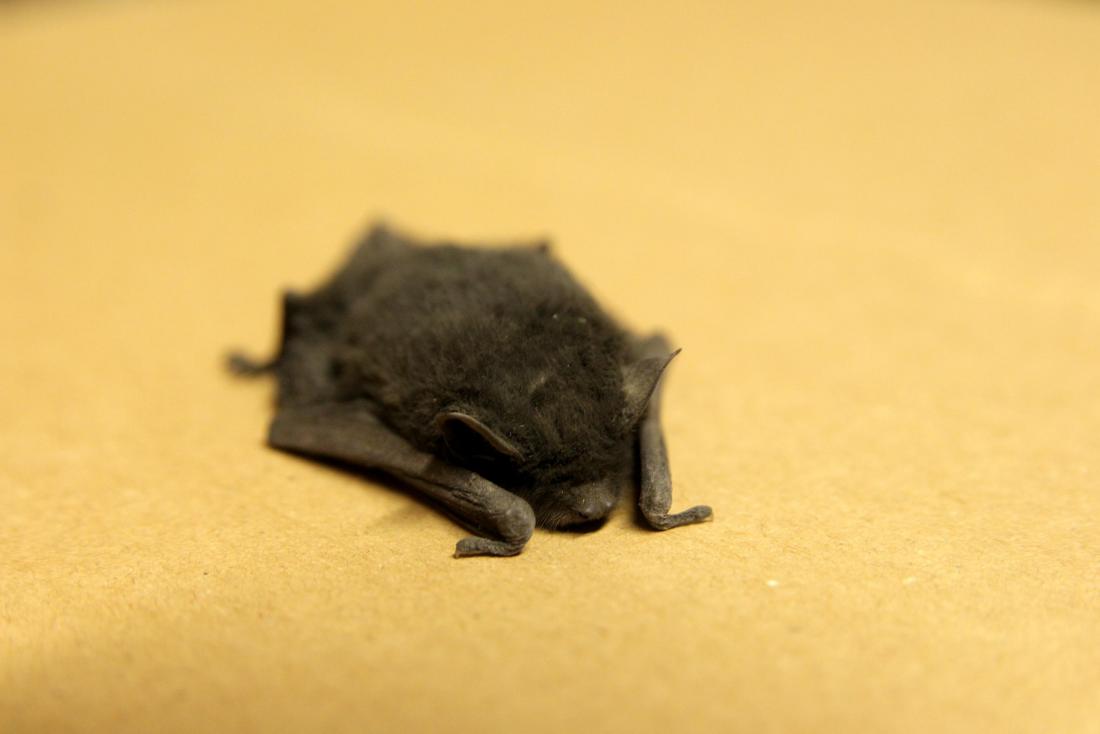 Skrzydlaty petent w Urzędzie Miasta Chorzów