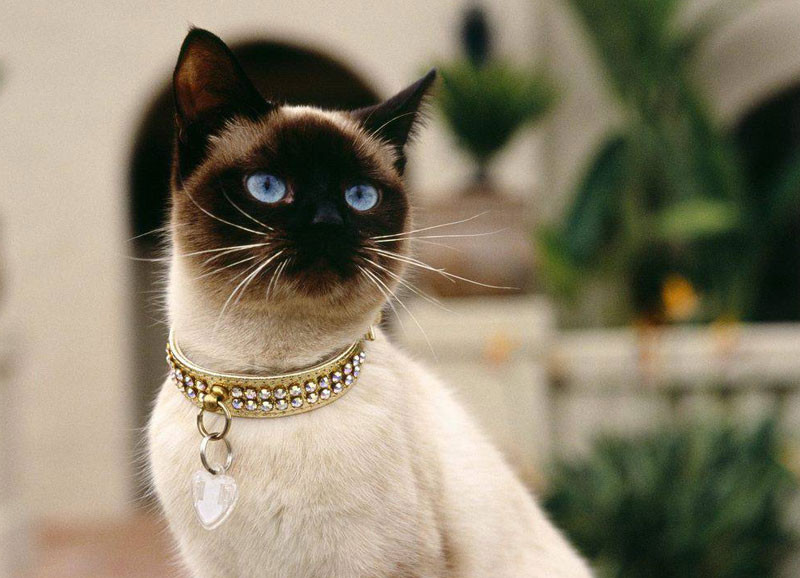 Jak założyć hodowlę kotów?