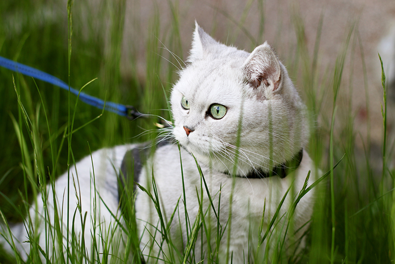 Jak nauczyć kota chodzenia na smyczy?