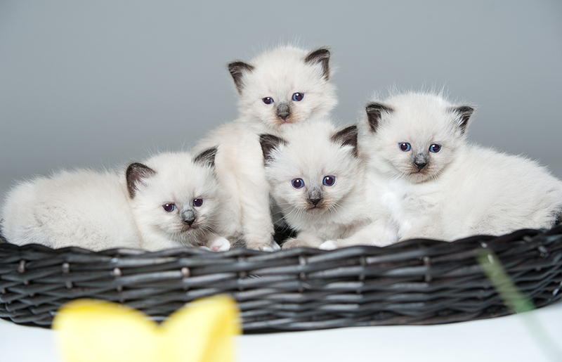 Jak dbać o kocięta?