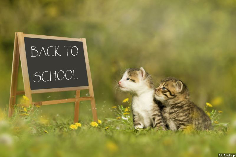 Czy da się wytresować kota?