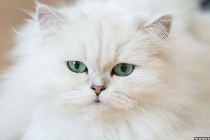 Wszystko, co powinieneś wiedzieć o pielęgnacji kotów perskich