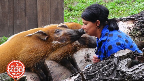 Śląskie ZOO we własnym serialu telewizyjnym zdradza swoje tajemnice!