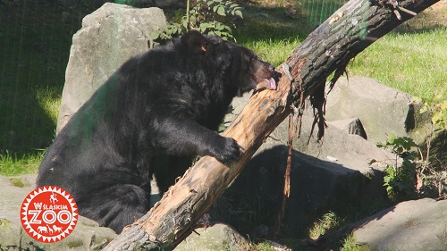 Śląskie ZOO we własnym serialu telewizyjnym zdradza swoje tajemnice!