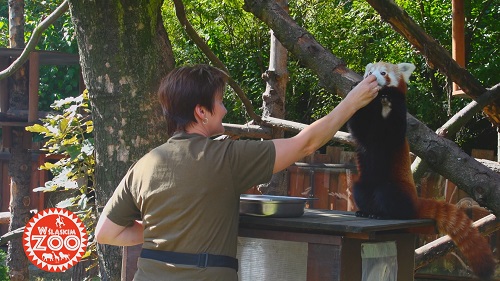 Śląskie ZOO we własnym serialu telewizyjnym zdradza swoje tajemnice!