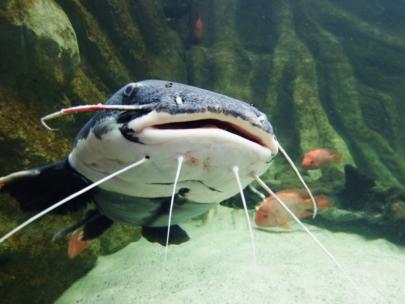 Lwy, pantery i nowe akwaria. Monotonna zima? Nie w śląskim ZOO