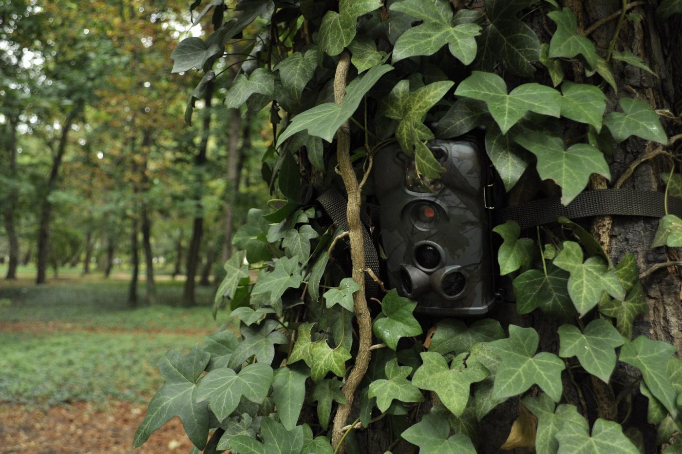 Skuteczna pułapka na złodzieja, która się nie męczy, wisząc na drzewie?