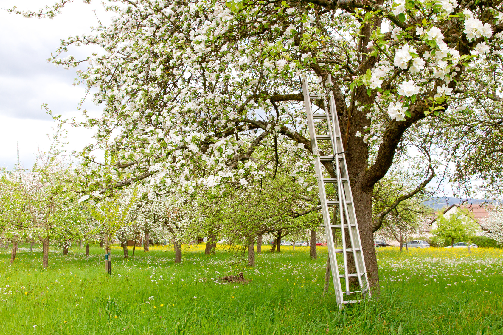 Wiosenny przegląd stanu drabiny