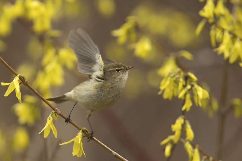 O czym pisko ptok spod familoka? Fundacja Park Śląski zrealizuje ptasi projekt