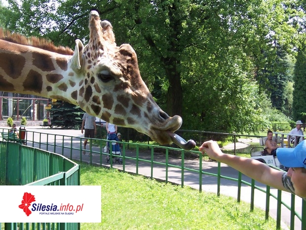 ZOO organizuje Dni Otwarte