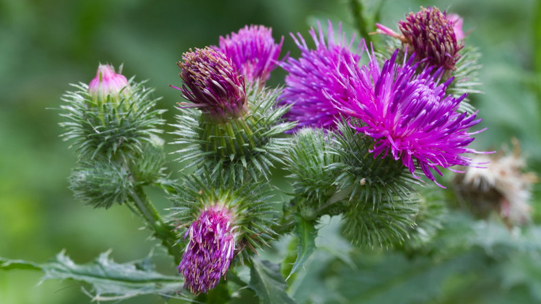 Jakie zioła na wątrobę?