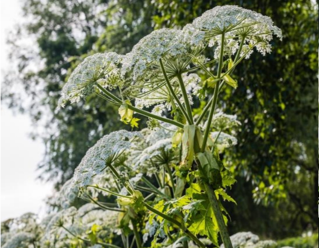 Barszcz Sosnowskiego - warto wiedzieć