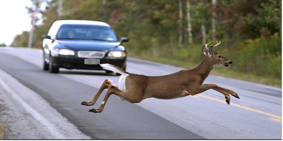 Kiedy i jak występować o odszkodowanie przy kolizji z dzikim zwierzęciem