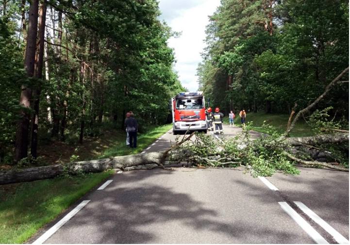 Odszkodowanie za powalone drzewo