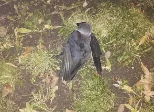 Martwe ptaki - aktualna sytuacja