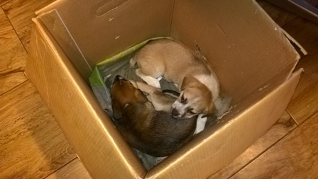 Porzucone szczeniaki szybko znalazły dom