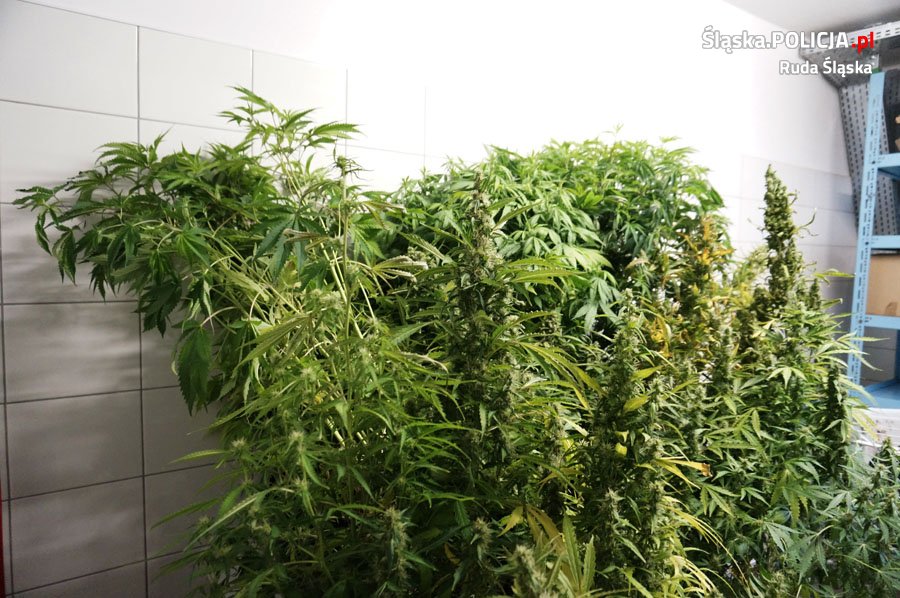 Policjanci zlikwidowali uprawę marihuany
