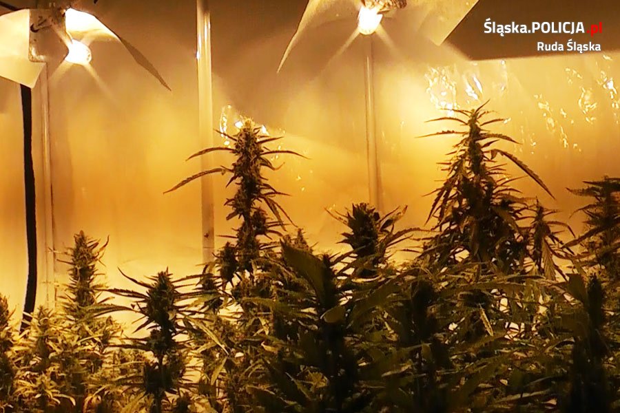 Policjanci zlikwidowali uprawę marihuany