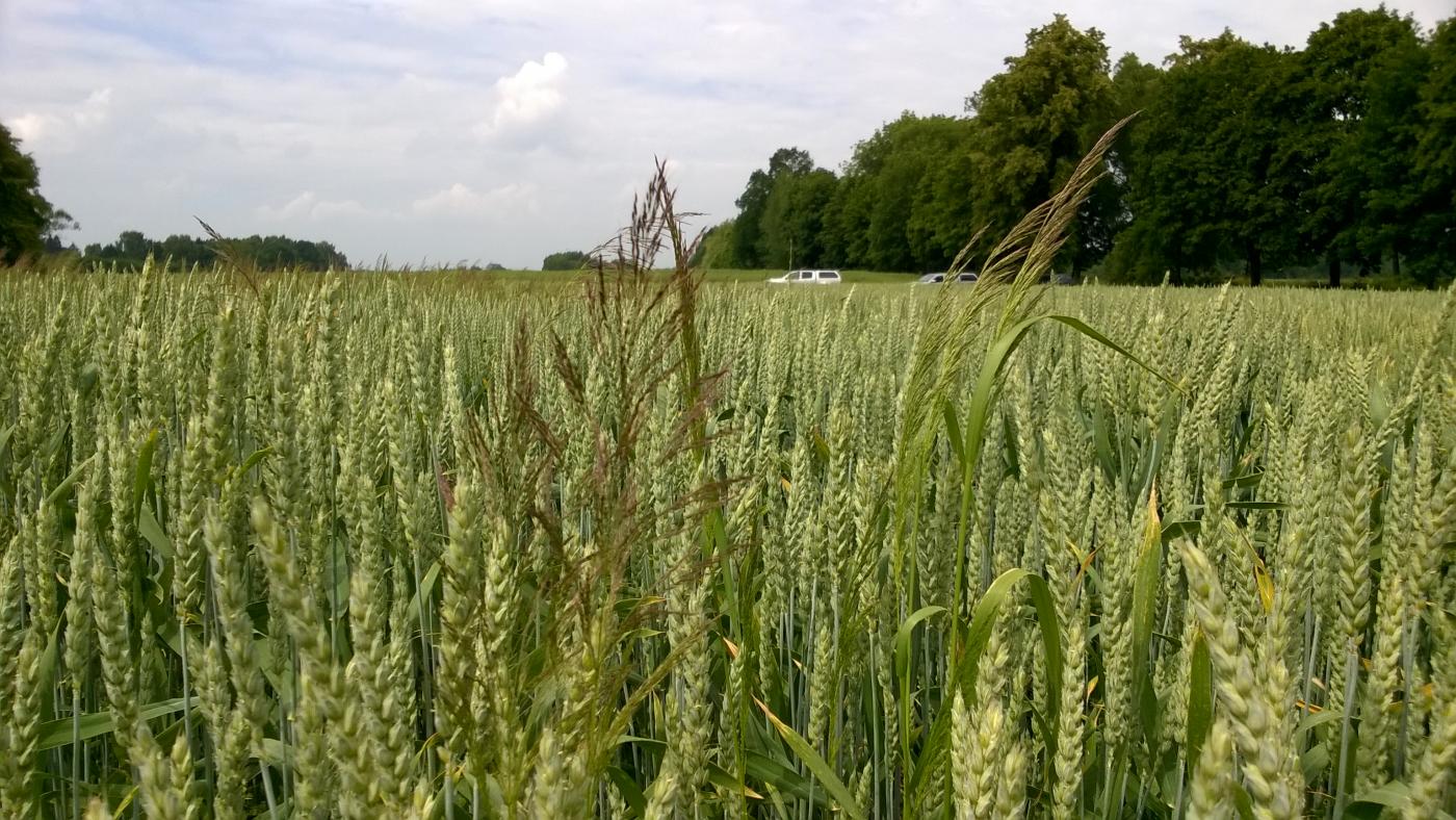 Wyczyniec polny i miotła zbożowa - jak radzić sobie z tymi chwastami już jesienią?