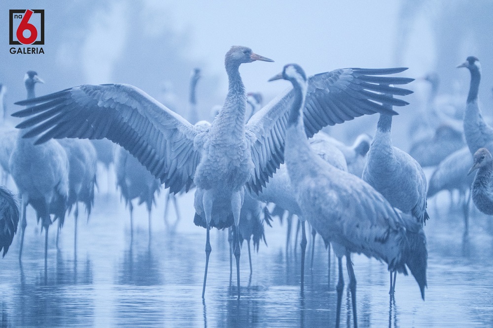 Dzika przyroda w obiektywie