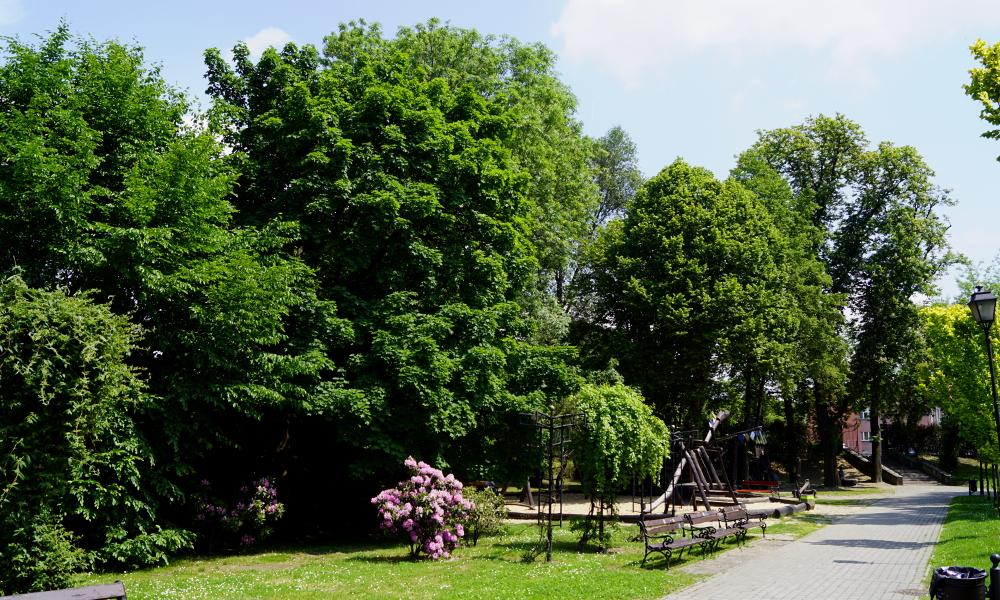 Koszenie traw w Mikołowie kwestią sporną? Burmistrz odpowiada na pytania mieszkańców